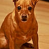 dog, pet, brown_dog, sitting, indoors, portrait, short_hair, floppy_ears, wide_eyes, black_nose, animal, canine, wood_floor, warm_lighting, home, front_view, alert, cute, small_dog, photography
