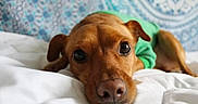 Peanut a rejoint le concours — aidez-le/la à gagner de superbes lots ! dog, puppy, pet, brown_dog, lying_down, bed, white_bedding, green_clothing, indoor, bedroom, close_up, portrait, wide_eyes, floppy_ears, brown_fur, black_nose, cute, relaxed, patterned_background, animal_photography