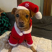 Peanut participe au concours pour gagner de l'argent avec cette photo : dog, santa_costume, christmas, holiday, pet, portrait, brown_dog, sitting, indoors, couch, blanket, festive, costume, red_clothing, white_trim, floppy_ears, large_eyes, looking_at_camera, home, cozy