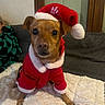 dog, santa_costume, christmas, holiday, pet, portrait, brown_dog, sitting, indoors, couch, blanket, festive, costume, red_clothing, white_trim, floppy_ears, large_eyes, looking_at_camera, home, cozy
