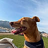 dog, brown_dog, pet, animal, outdoor, seaside, coast, mountains, water, grass, sunny, blue_sky, harness, tongue_out, smiling, sitting, portrait, blanket, landscape, travel