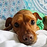 Peanut participe au concours pour gagner de l'argent avec cette photo : dog, brown_dog, pet, animal, portrait, close_up, face, eyes, nose, ears, green_clothing, bed, bedding, white_blanket, bedroom, indoors, cute, lying_down, relaxed, photography