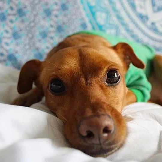 Peanut participe au concours pour gagner de l'argent avec cette photo : dog, brown_dog, pet, animal, portrait, close_up, face, eyes, nose, ears, green_clothing, bed, bedding, white_blanket, bedroom, indoors, cute, lying_down, relaxed, photography