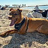 dog, beach, pebbles, water, lake, mountains, palm_trees, outdoors, sunny, daylight, brown_dog, harness, tongue, panting, lying_down, pet, shoreline, people, vacation, landscape