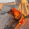 dog, small_dog, red_outfit, harness, leash, pet, animal, outdoor, sunset, golden_hour, waterfront, mountains, landscape, stone_surface, sitting, profile, travel, clothing, human, scenic_view