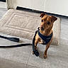 dog, puppy, brown_dog, small_dog, harness, leash, sitting, standing, indoors, entryway, door, doormat, tiled_floor, home, pet, animal, looking_at_camera, alert, portrait, cute