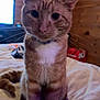 Pongo is registered to the contest to win money with this photo: cat, orange_tabby, white_chest, pet, indoor, bed, blanket, wooden_wall, curious, feline, whiskers, ears, tail, collar, domestic_animal, cute, animal, fur, sitting, looking_at_camera