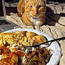 cat, orange_tabby, food, dumplings, rice, stir_fry, plate, fork, blanket, laptop, television, purple_collar, indoor, cozy, bed, pet, curious, meal, domestic_cat, feline
