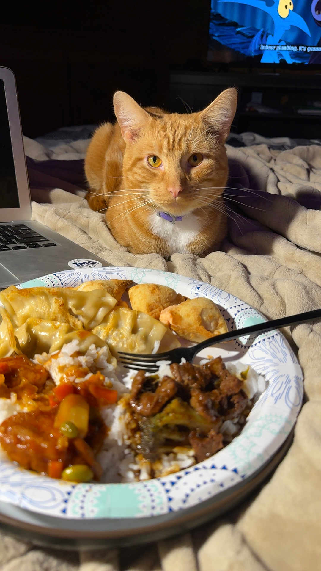 Pongo is registered to the contest to win money with this photo: cat, orange_tabby, food, dumplings, rice, stir_fry, plate, fork, blanket, laptop, television, purple_collar, indoor, cozy, bed, pet, curious, meal, domestic_cat, feline