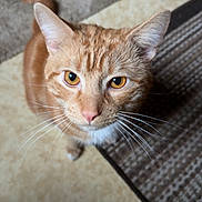 Pongo joined the competition — help win amazing prizes! cat, orange_tabby, whiskers, indoor, floor, rug, curious, pet, animal, feline, close_up, looking_up, yellow_eyes, ears, portrait, domestic_cat, fur, cute, mammal, home