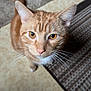 cat, orange_tabby, whiskers, indoor, floor, rug, curious, pet, animal, feline, close_up, looking_up, yellow_eyes, ears, portrait, domestic_cat, fur, cute, mammal, home
