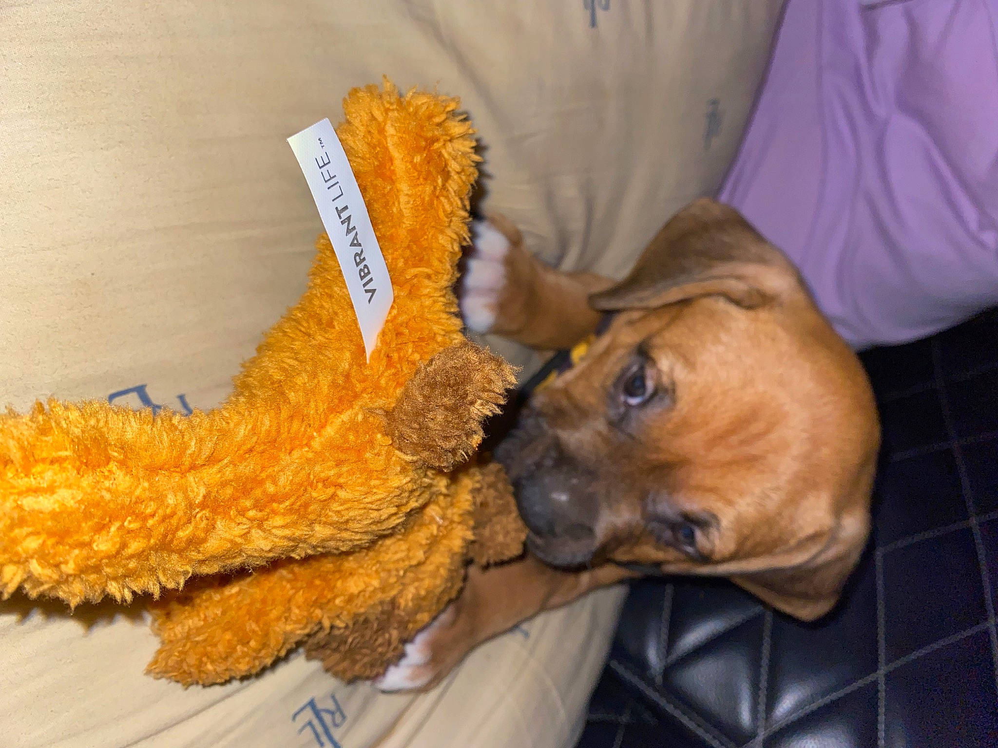 Cooper joined the competition — help win amazing prizes! canidae, carnivore, collar, comfort, companion_dog, dog, dog_breed, dog_collar, dog_supply, fawn, fur, guard_dog, hat, liver, snout, sporting_group, terrier, toy_dog, working_animal, wrinkle