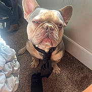 Ghost is registered to the contest to win money with this photo: animal, carpet, closeup, cute, dog, domestic, ear, expression, face, floor, french_bulldog, fur, indoor, light, pet, portrait, shadow, sitting, tie, wall