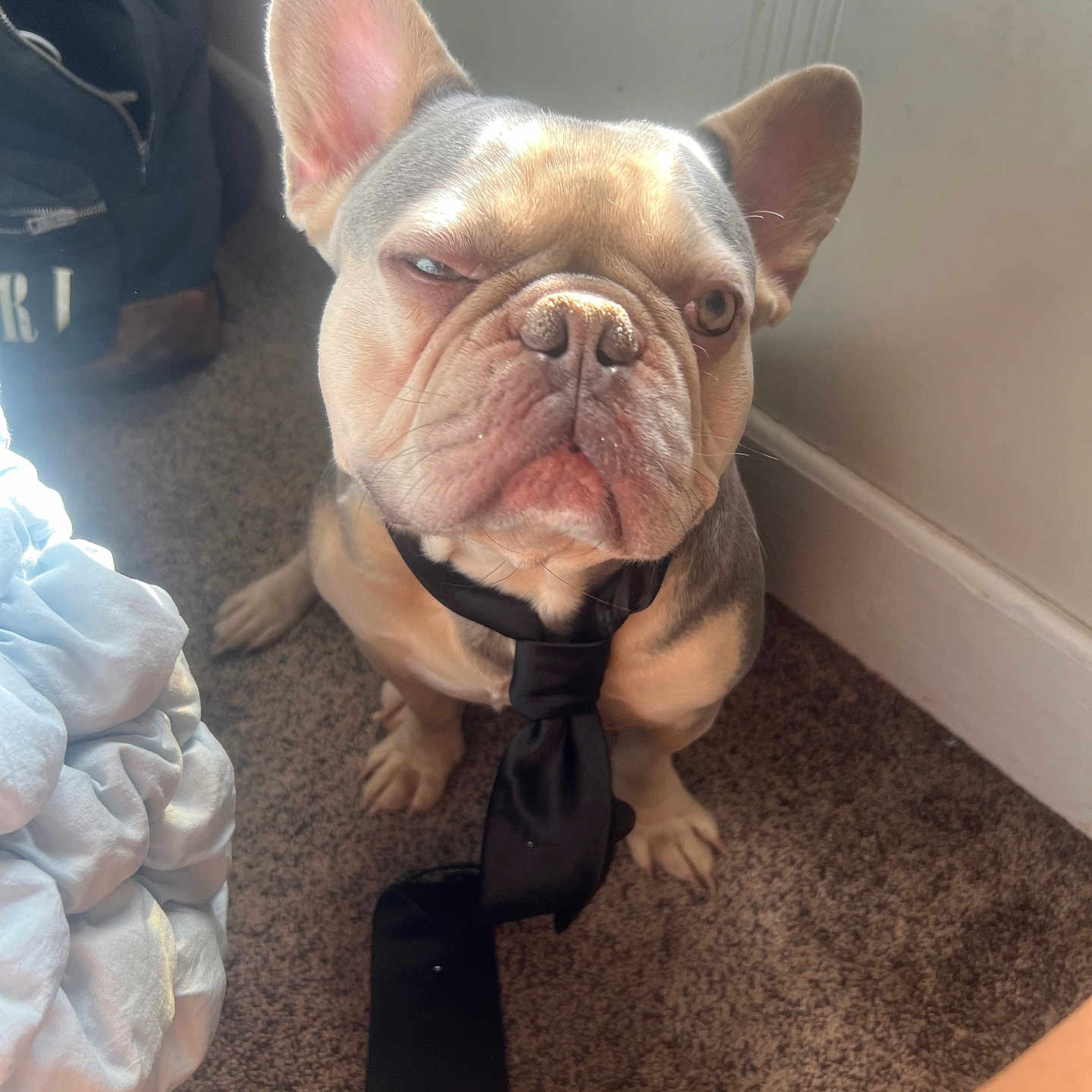 Ghost is registered to the contest to win money with this photo: animal, carpet, closeup, cute, dog, domestic, ear, expression, face, floor, french_bulldog, fur, indoor, light, pet, portrait, shadow, sitting, tie, wall
