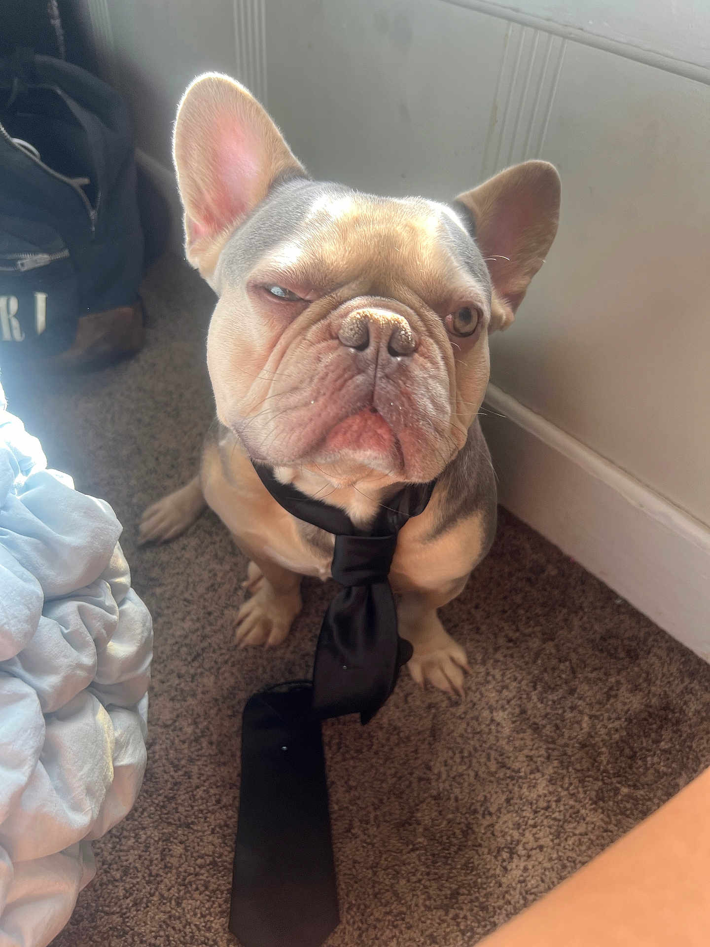 Ghost is registered to the contest to win money with this photo: animal, carpet, closeup, cute, dog, domestic, ear, expression, face, floor, french_bulldog, fur, indoor, light, pet, portrait, shadow, sitting, tie, wall