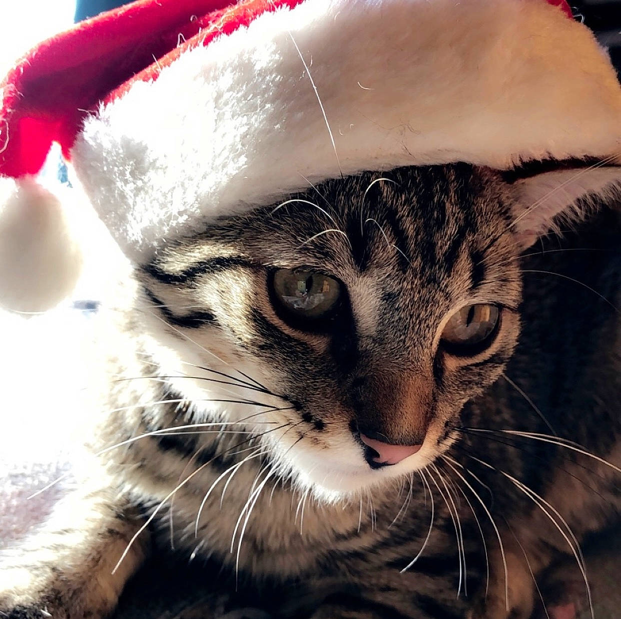 Simba participe au concours pour gagner de l'argent avec cette photo : cap, carnivore, cat, costume_hat, domestic_short_haired_cat, event, felidae, fur, hat, holiday, illustration, paw, photo_caption, small_to_medium_sized_cats, tail, terrestrial_animal, whiskers, winter