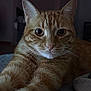 Shanel a rejoint le concours — aidez-le/la à gagner de superbes lots ! animal, cat, close_up, cozy, curious, cute, dark_background, ears, feline, fur, ginger_cat, indoor, mammal, pet, portrait, relaxed, sleepy, stretching, tabby, whiskers