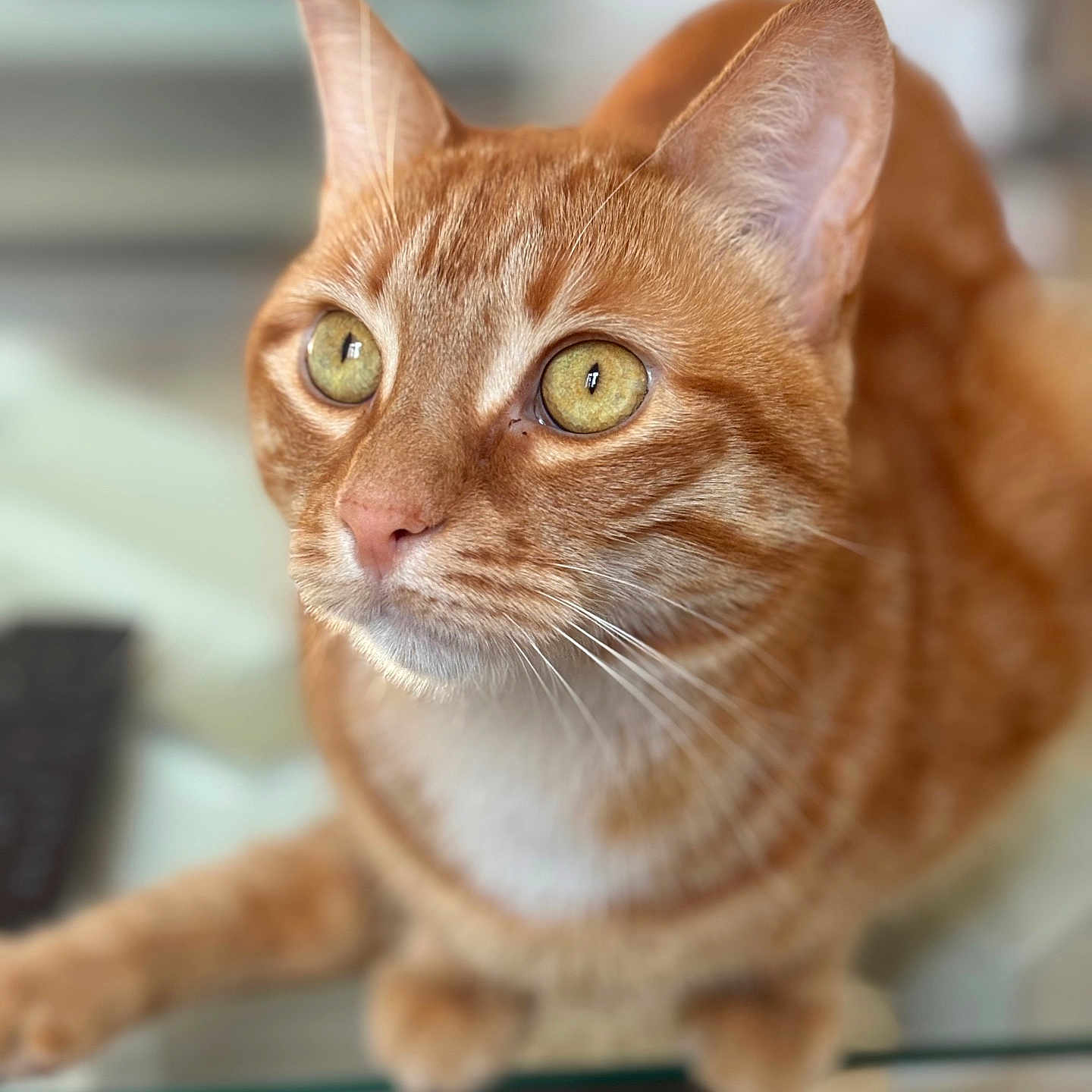 Shanel participe au concours pour gagner de l'argent avec cette photo : animal, cat, close_up, curious, cute, domestic_cat, ears, eyes, feline, focus, fur, ginger_cat, glass_table, indoor, looking, pet, portrait, sitting, tabby, whiskers