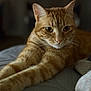 Shanel a rejoint le concours — aidez-le/la à gagner de superbes lots ! animal, bed, cat, closeup, cozy, ears, eyes, feline, focus, fur, ginger_cat, indoors, paws, pet, portrait, relaxed, resting, soft_light, stretching, whiskers