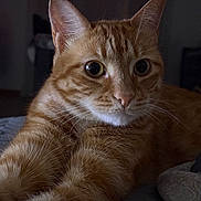 Shanel participe au concours pour gagner de l'argent avec cette photo : animal, bed, cat, close_up, curious, cute, domestic_cat, ears, eyes, feline, fur, indoor, mammal, orange_tabby, paws, pet, portrait, relaxed, stretching, whiskers