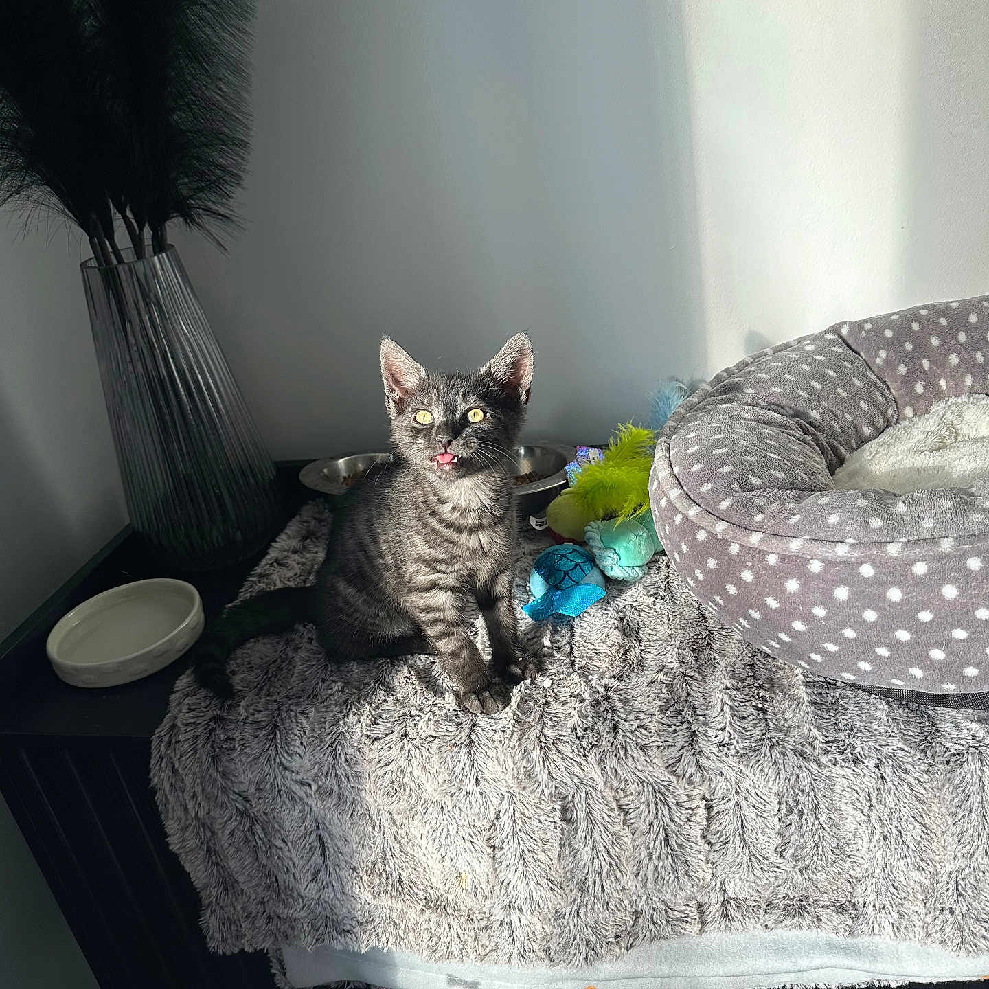 Minnie is registered to the contest to win money with this photo: abyssinian, animal, architecture, bed, bedroom, building, canine, cat, couch, cushion, dog, furniture, homedecor, indoors, kitten, linen, livingroom, manx, pet, room