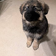 Nayla is registered to the contest to win money with this photo: animal, canine, cockerspaniel, coyote, dog, eskimodog, germanshepherd, husky, papillon, pet, puppy, snout, whitedog
