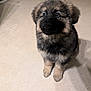 animal, canine, cockerspaniel, coyote, dog, eskimodog, germanshepherd, husky, papillon, pet, puppy, snout, whitedog