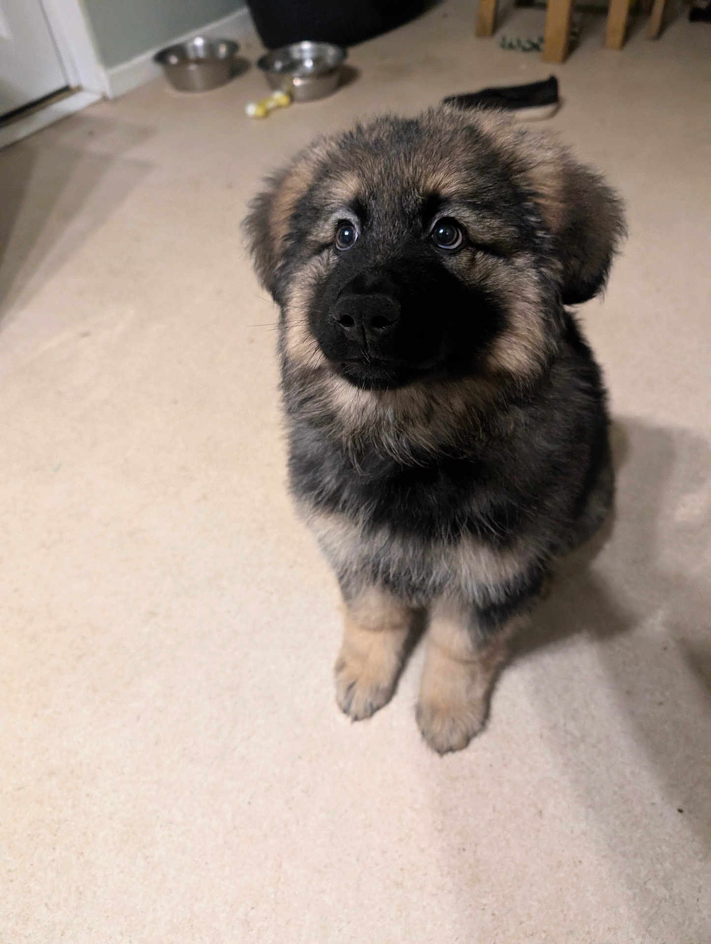 Nayla is registered to the contest to win money with this photo: animal, canine, cockerspaniel, coyote, dog, eskimodog, germanshepherd, husky, papillon, pet, puppy, snout, whitedog