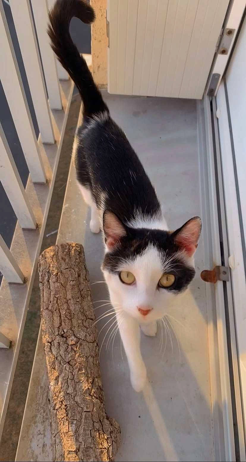 Teuchy a rejoint le concours — aidez-le/la à gagner de superbes lots ! carnivore, cat, comfort, domestic_short_haired_cat, eye, felidae, flooring, fur, hardwood, paw, small_to_medium_sized_cats, snout, tail, tree, whiskers, wood