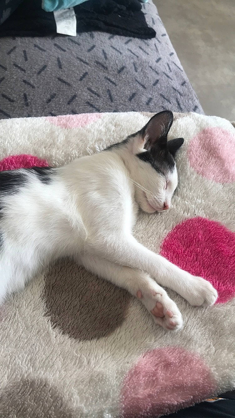 Teuchy participe au concours pour gagner de l'argent avec cette photo : carmine, carnivore, cat, claw, comfort, domestic_short_haired_cat, felidae, flooring, foot, fur, grey, human_leg, linens, paw, small_to_medium_sized_cats, snout, tail, whiskers