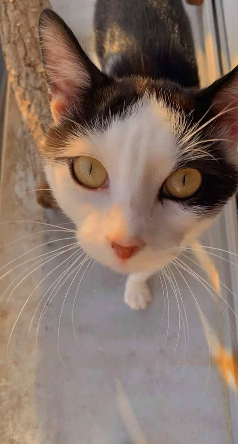 Teuchy a rejoint le concours — aidez-le/la à gagner de superbes lots ! carnivore, cat, domestic_short_haired_cat, ear, eye, felidae, fur, head, iris, nose, small_to_medium_sized_cats, snout, terrestrial_animal, whiskers