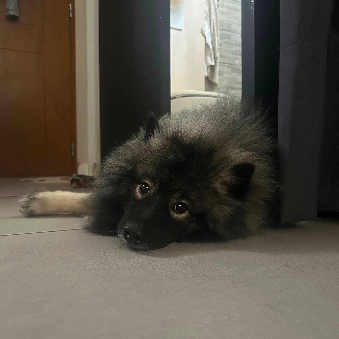 éros participe au concours pour gagner de l'argent avec cette photo : dog, fluffy_dog, long_hair, black_fur, brown_fur, lying_down, floor, indoor, home, doorway, closet, bathroom, tile_floor, portrait, pet, puppy, sad_expression, looking_at_camera, natural_light, furry