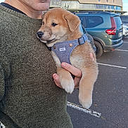 Alvin participe au concours pour gagner de l'argent avec cette photo : puppy, dog, person, holding, green_sweater, harness, outdoor, parking_lot, car, building, glasses, close_up, cute, pet, animal, casual, daytime, portrait, face, human