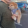 puppy, dog, person, holding, green_sweater, harness, outdoor, parking_lot, car, building, glasses, close_up, cute, pet, animal, casual, daytime, portrait, face, human