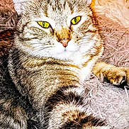 Monalisa joined the competition — help win amazing prizes! cat, tabby, feline, pet, animal, close_up, fluffy, texture, relaxed, sleepy, green_eyes, fur, whiskers, indoor, cozy, resting, cute, domestic_animal, mammal, portrait