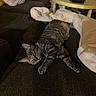 Artic participe au concours pour gagner de l'argent avec cette photo : cat, tabby_cat, sleeping, relaxed, pet, animal, feline, striped_fur, gray_fur, whiskers, ears, paws, couch, sofa, blanket, pillow, living_room, coffee_table, indoor, nap