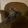cat, tabby_cat, striped_fur, pet, animal, lounging, sitting, armchair, chair, furniture, indoor, home, cozy, brown, portrait, whiskers, ears, paws, relaxed, serious_expression