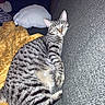 Artic participe au concours pour gagner de l'argent avec cette photo : cat, tabby_cat, sleepy, relaxed, couch, sofa, blanket, pillow, indoors, home, furniture, striped_fur, gray_cat, whiskers, ears, closed_eyes, sitting, lounging, cozy, pet