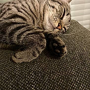 Artic participe au concours pour gagner de l'argent avec cette photo : cat, tabby_cat, sleeping, pet, feline, striped_fur, whiskers, pink_nose, paw, indoors, couch, upholstery, window, blinds, resting, relaxed, close_up, portrait, cozy, animal