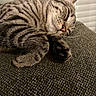 cat, tabby_cat, sleeping, pet, feline, striped_fur, whiskers, pink_nose, paw, indoors, couch, upholstery, window, blinds, resting, relaxed, close_up, portrait, cozy, animal