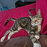 cat, tabby_cat, sleeping, pet, animal, feline, striped_fur, white_paws, pink_couch, indoor, home, furniture, relaxed,  lounging, portrait, close_up, whiskers, closed_eyes, tail, cozy