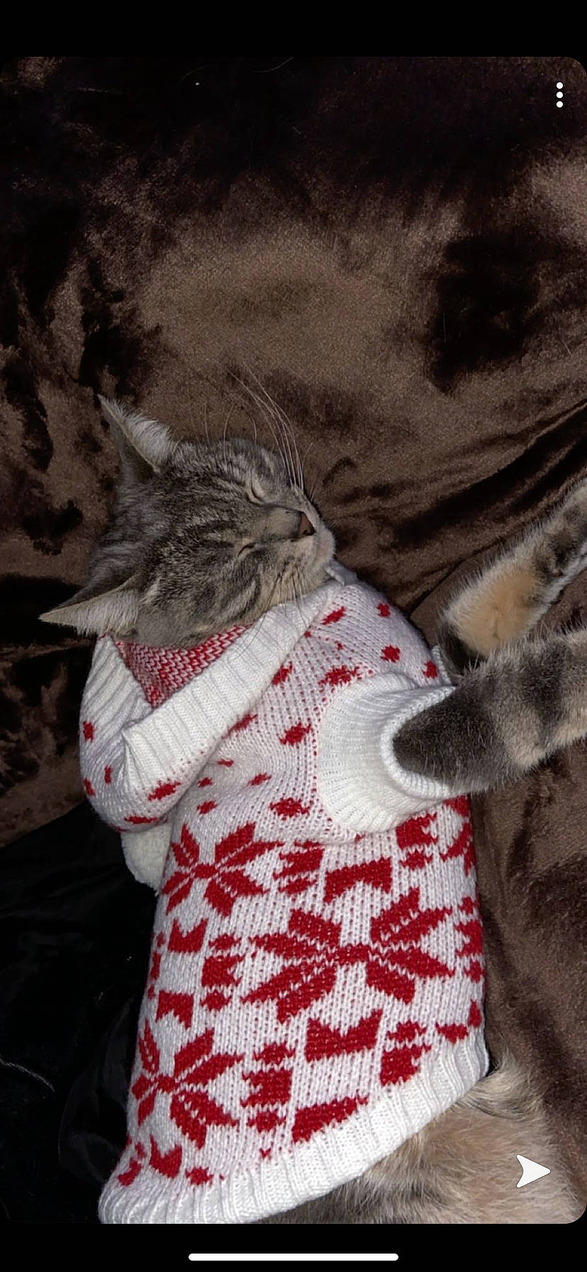 Dolce a rejoint le concours — aidez-le/la à gagner de superbes lots ! carnivore, cat, felidae, fur, kitten, knitting, pixie_bob, small_to_medium_sized_cats, tabby_cat, tail, textile, whiskers, wool