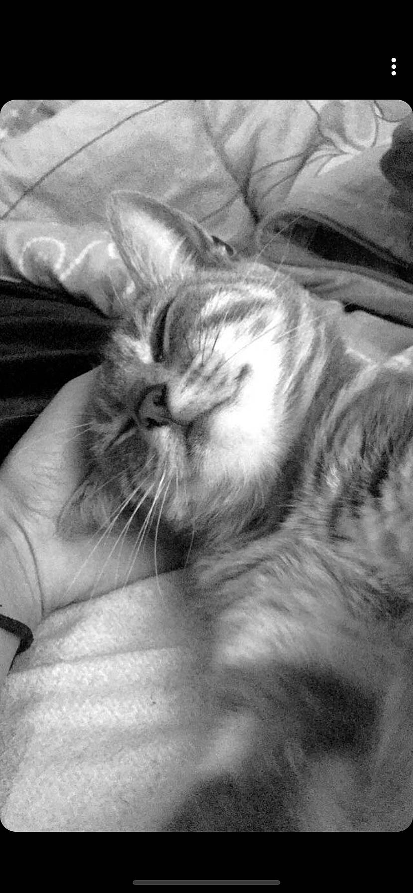 Dolce a rejoint le concours — aidez-le/la à gagner de superbes lots ! asian, black_and_white, carnivore, cat, ear, felidae, fur, kitten, monochrome, monochrome_photography, nap, photography, sleep, small_to_medium_sized_cats, snout, whiskers