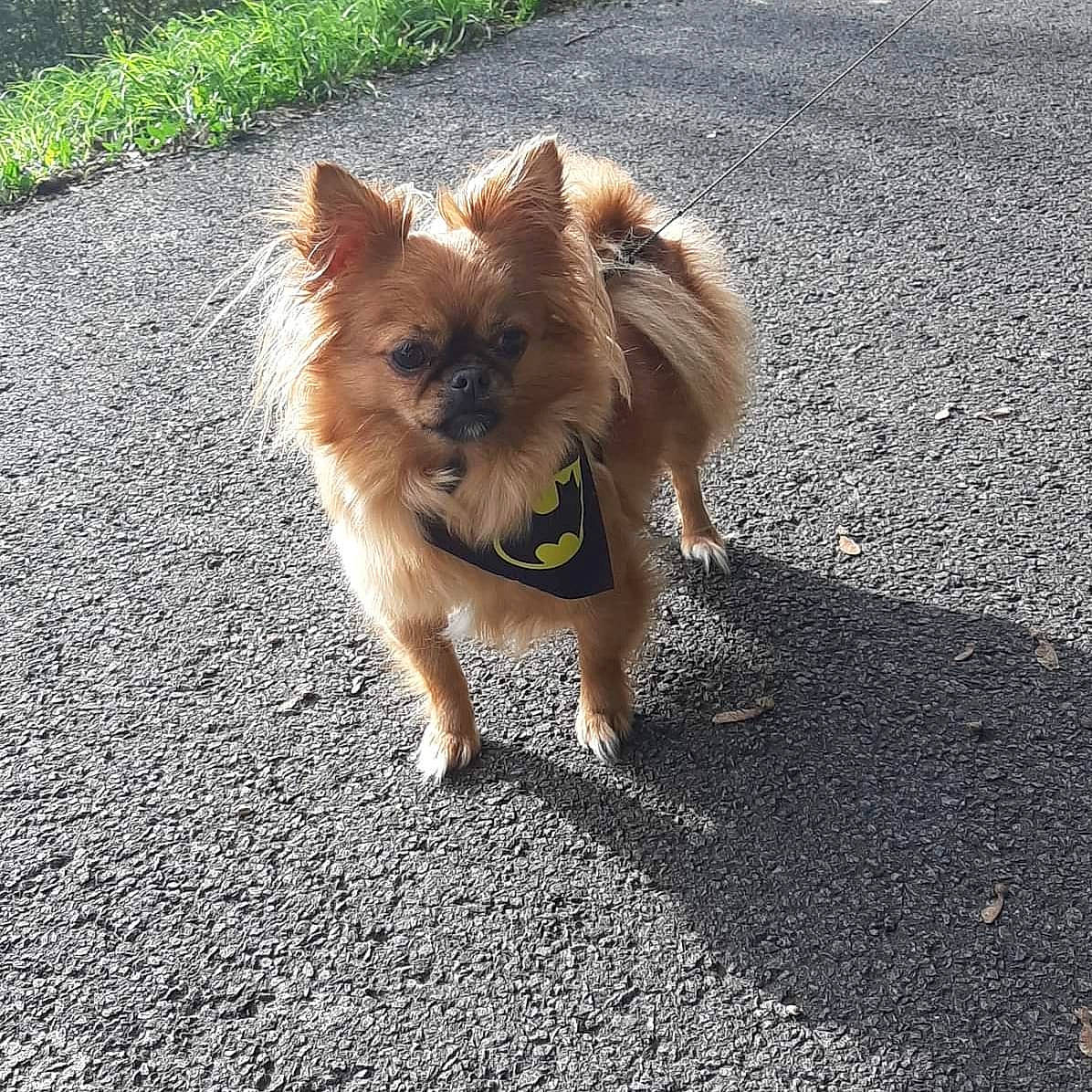 Isis participe au concours pour gagner de l'argent avec cette photo : asphalt, carnivore, companion_dog, dog, dog_breed, fawn, fur, german_spitz, german_spitz_klein, german_spitz_mittel, grass, road, road_surface, snout, spitz, sporting_group, tail, toy_dog, volpino_italiano, whiskers