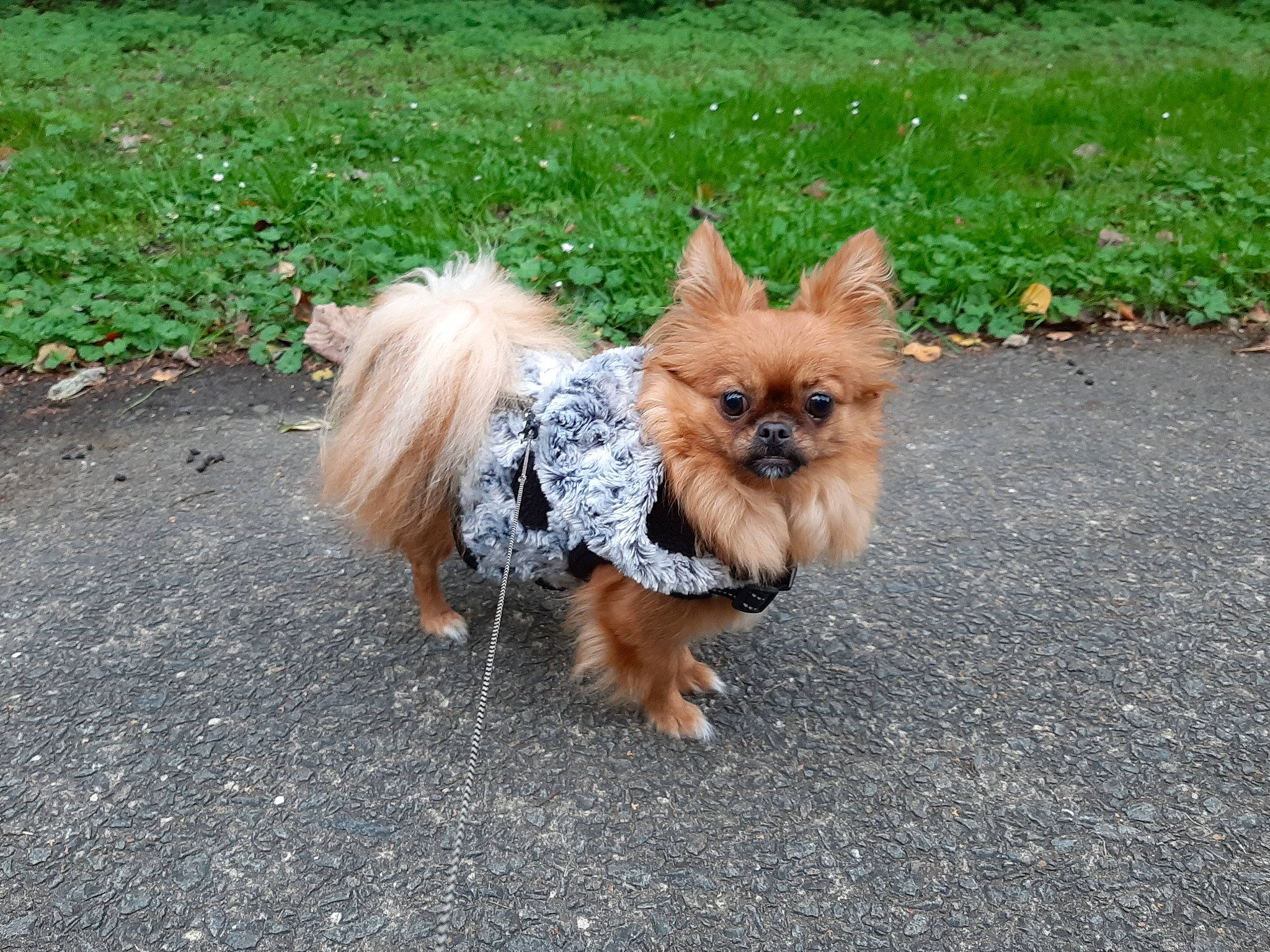 Isis a rejoint le concours — aidez-le/la à gagner de superbes lots ! australian_silky_terrier, canidae, carnivore, chinese_imperial_dog, companion_dog, dog, dog_breed, fawn, german_spitz, german_spitz_klein, grass, mammal, pomeranian, rare_breed_dog, spitz, sporting_group, terrier, toy_dog, vertebrate, yorkshire_terrier