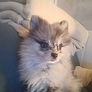 Chamalo participe au concours pour gagner de l'argent avec cette photo : animal, blanket, companion, cozy, cushion, cute, dog, domestic, ears, face, fluffy, fur, gray, indoor, pet, portrait, relaxed, small, soft, white