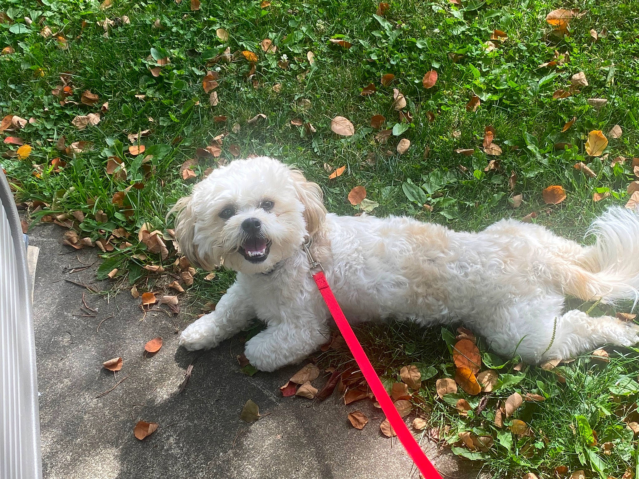 Barkley joined the competition — help win amazing prizes! canidae, carnivore, collar, companion_dog, dog, dog_breed, dog_collar, dog_supply, grass, maltepoo, plant, poodle, shrub, sidewalk, sporting_group, tail, terrier, toy_dog, water_dog, working_animal