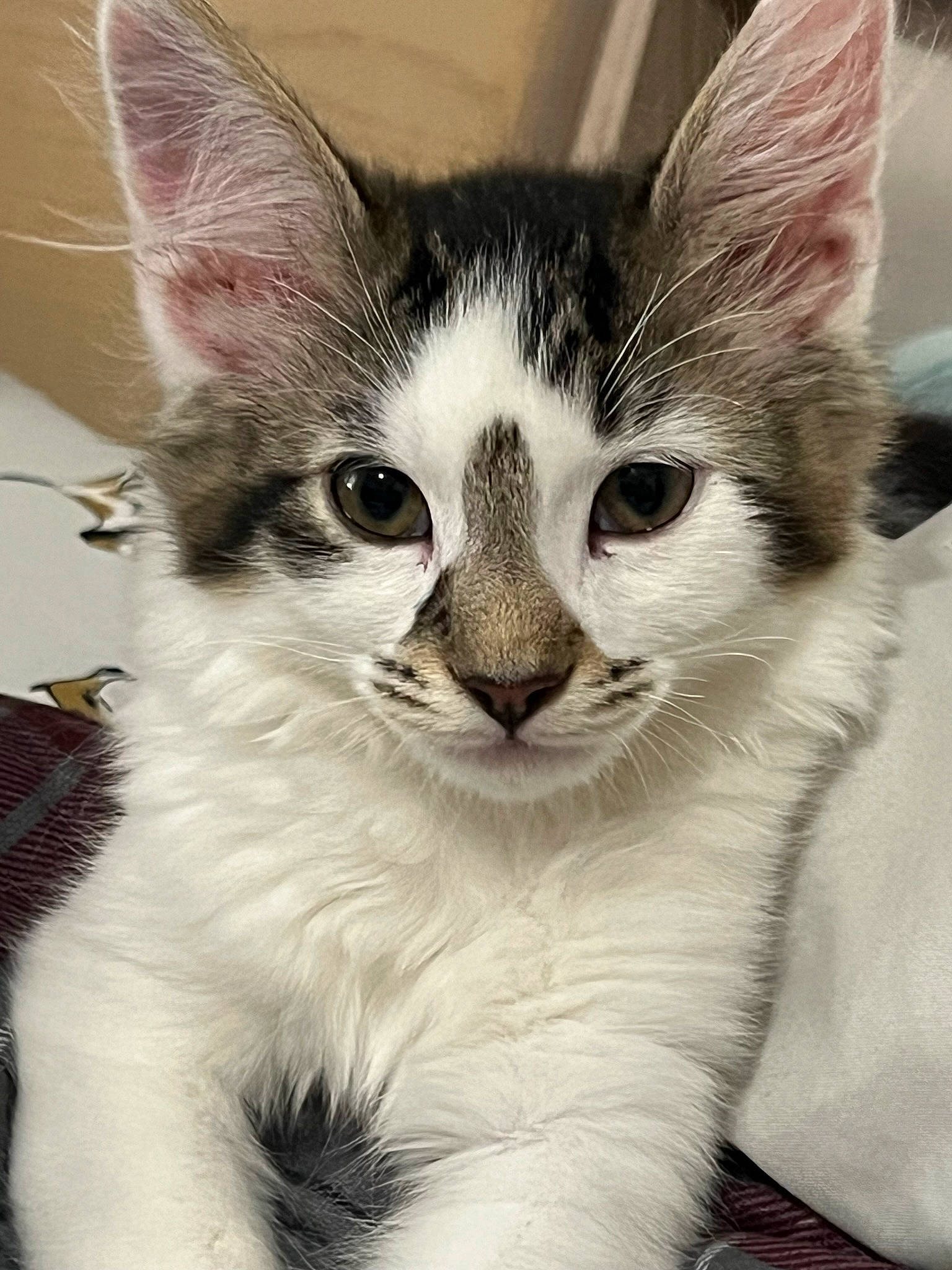 Dior is registered to the contest to win money with this photo: carnivore, cat, claw, comfort, domestic_short_haired_cat, ear, eye, felidae, fur, head, paw, small_to_medium_sized_cats, snout, tail, whiskers, window