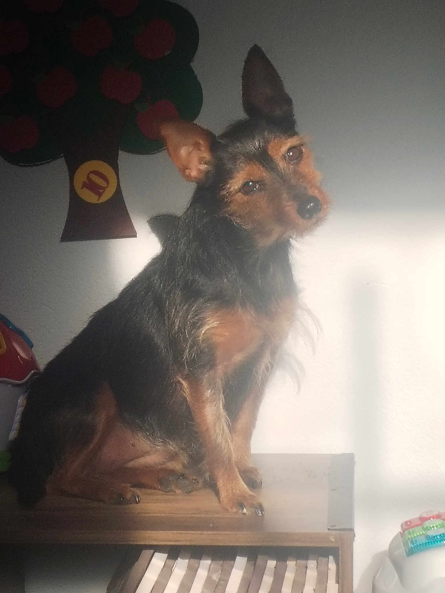 Chanel participe au concours pour gagner de l'argent avec cette photo : dog, small_dog, indoor, wooden_surface, sunlight, head_tilt, toy, decor, apple_tree, brown, black, pet, animal, cute, curious, furry, ears, sitting, shadow, wall