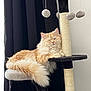 Perle a rejoint le concours — aidez-le/la à gagner de superbes lots ! abyssinian, angora, animal, architecture, armchair, building, cat, chair, furniture, indoors, interiordesign, kitten, lamp, livingroom, manx, pet, siamese, sword, weapon, wood